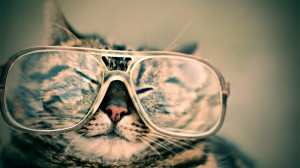 Create meme: cat in glasses, brutal cat in glasses, Wallpaper cat in the glasses