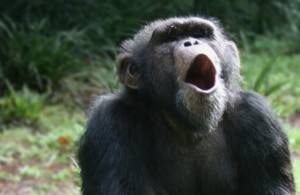 Создать мем: самец шимпанзе, самка шимпанзе, обезьяна