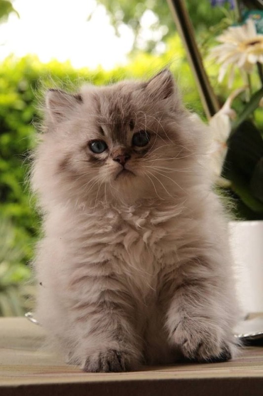 Создать мем: британская длинношёрстная кошка, котики милые пушистые, красивые пушистые котята