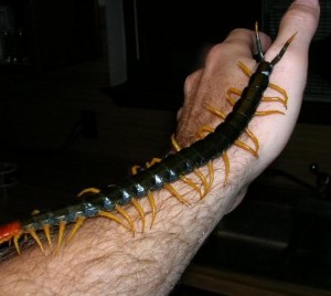 Создать мем: centipede & millipede, сколопендра прикол, сколопендры
