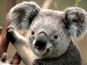 Create meme: Koala bear, koalas, animal Koala