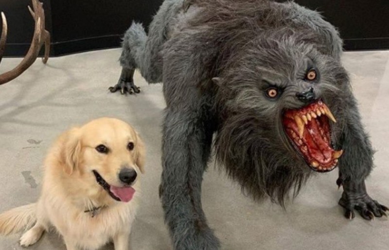 Create meme: angry dog , the evil dog , dog meme 