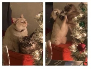 Создать мем: милые новогодние животные, новогодние котики, новогодние коты пара