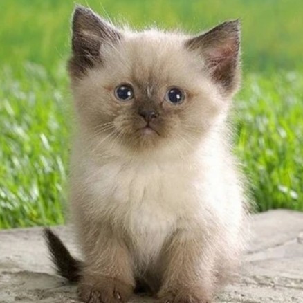 Create meme: siamese cat, cute fluffy kitten, cute fluffy cats