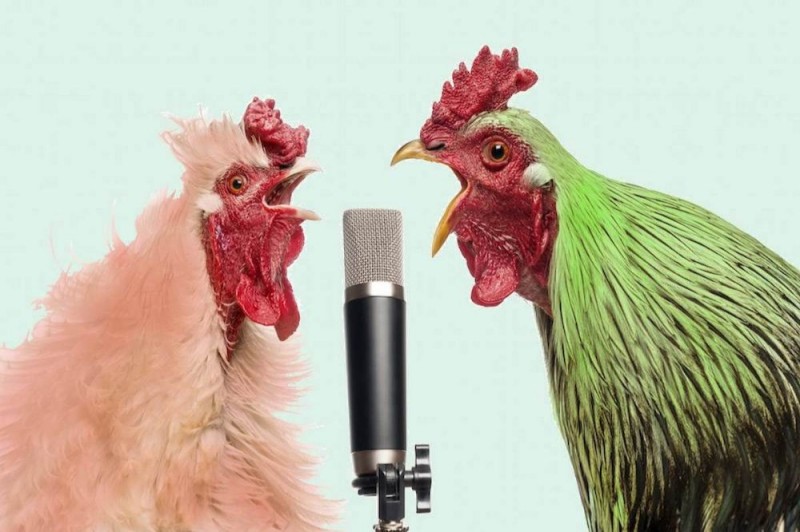 Create meme: the chicken is crowing, cock with microphone, rooster 