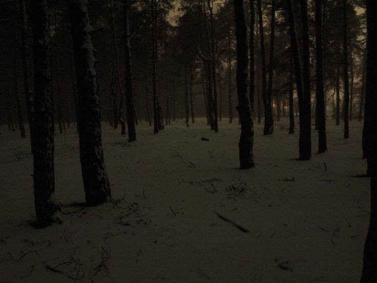 Create meme: the woods at night, in the winter forest, background dark forest