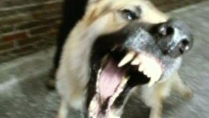 Create meme: a dog bites, pictures of angry and mad dog, dogs suffering from rabies
