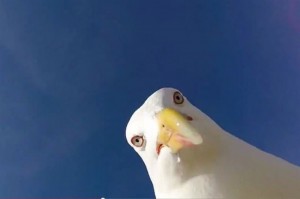 Создать мем: птицы, рисунок делают селфи птички, seagull
