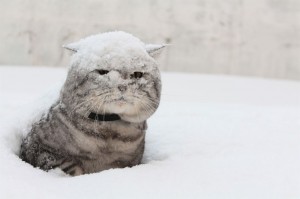 Создать мем: снег, небольшой снег, котик в снегу