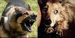 Create meme: rabies dogs, Dog, dog 