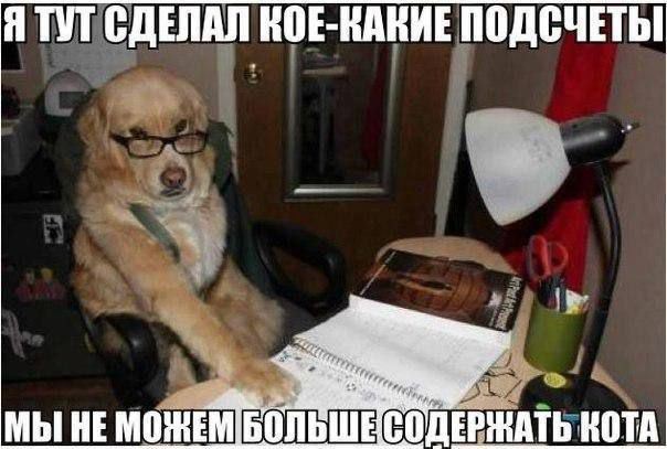 Создать мем: собака делает домашнюю работу, собака юмор, собака веселая