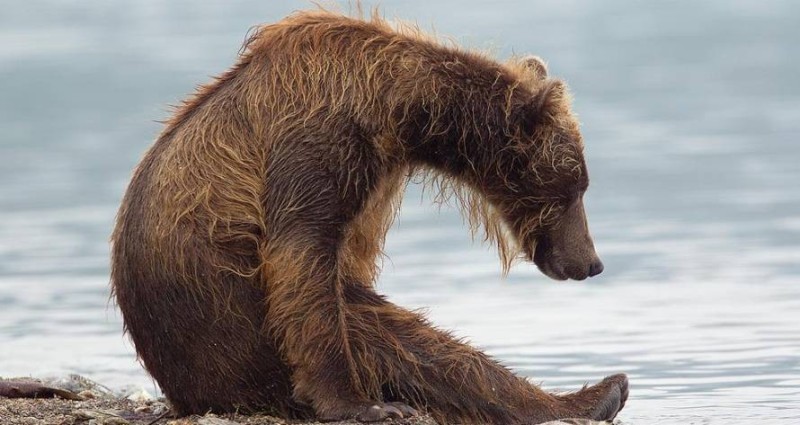Create meme: brown bear , animals bear , wet bear 