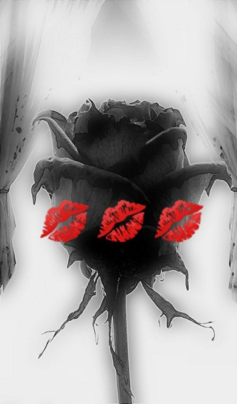 Create meme: black roses , black rose, black rose with thorns