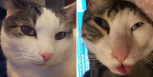 Create meme: cat, selfie, cat