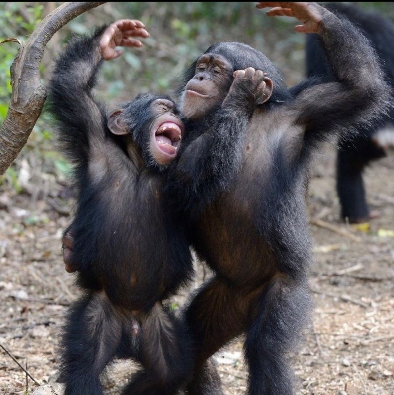 Create meme: chimpanzees , the common chimpanzee, chimpanzees with eggs