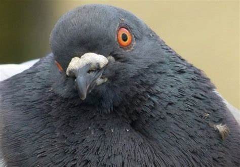 Create meme: bird dove, wild pigeon , grey dove