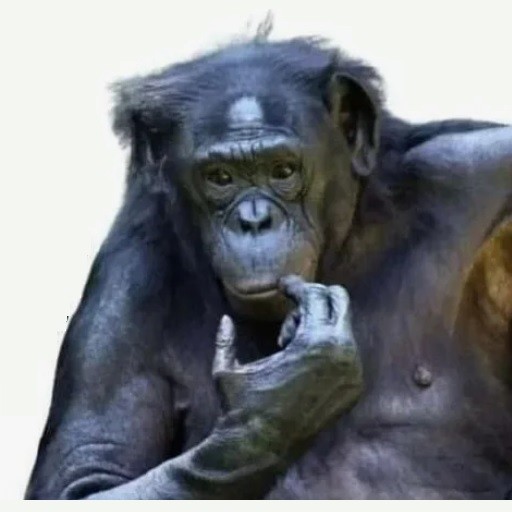 Create meme: Bonobo chimp, gorilla monkey, monkey chimp