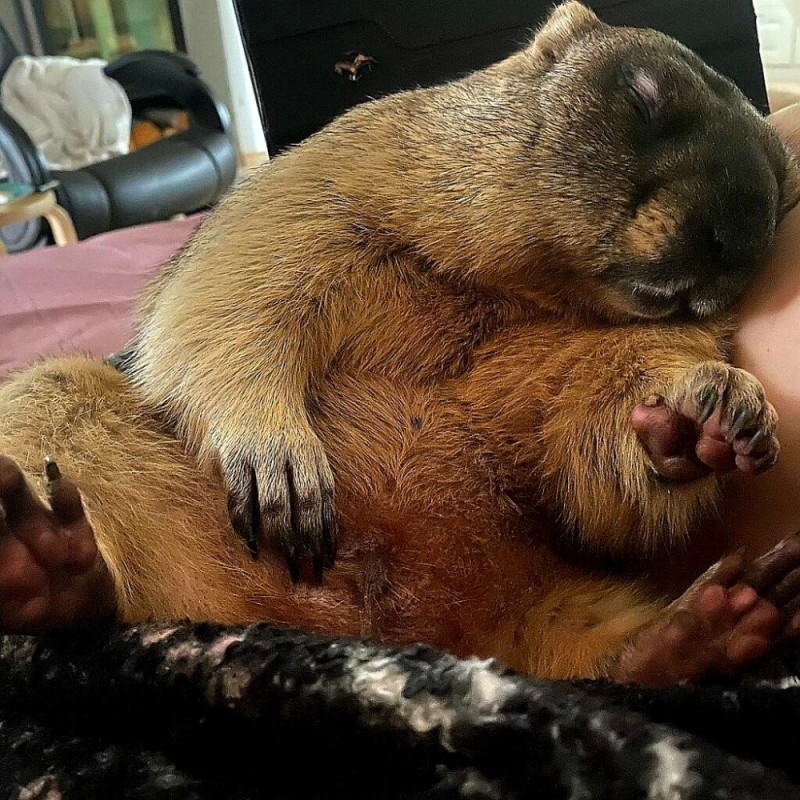 Create meme: groundhog baibak homemade, marmot , domestic groundhog