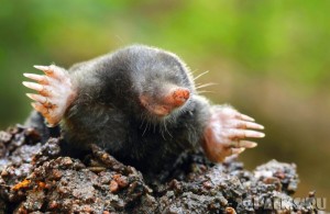 Create meme: mole, mole shrew