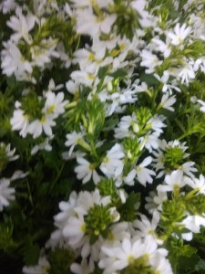 Create meme: white flowers, scevola white touch, scevola scaevola aemula pure white