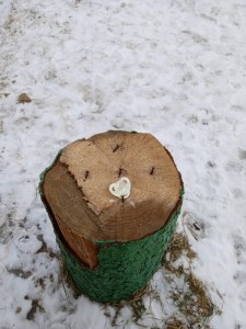 Create meme: stump, tree, tree stump