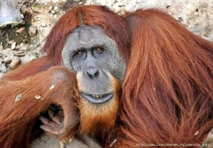 Create meme: monkey, orangutan, orangutans