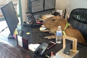 Create meme: the capybara, funny animals