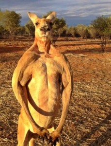 Create meme: kangaroo, kanguru, kangaroo