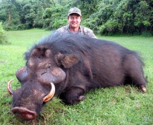 Create meme: warthog, the biggest pig in the world, giant