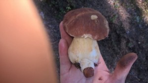 Create meme: mushroom, mushroom season, Borovik