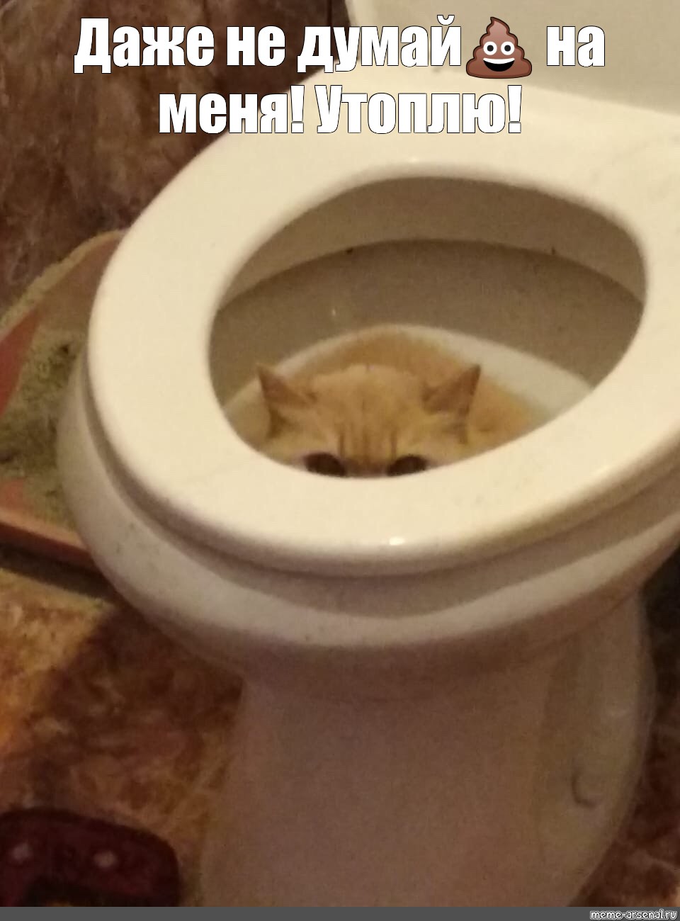Сегодня какал сильно песня. Кот на унитазе. Кот в туалете. Унитаз для кошек. Котенок в унитазе.