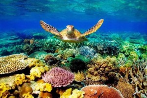 Create meme: the great coral reef ,jkmifz xtthgf[f, great barrier reef turtles, The great barrier reef