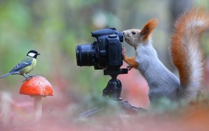 Создать мем: птицы, фотоаппарат, синица