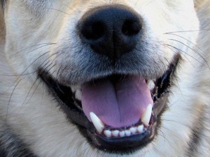 Создать мем: улыбающаяся собака, рот собаки, зубы собаки