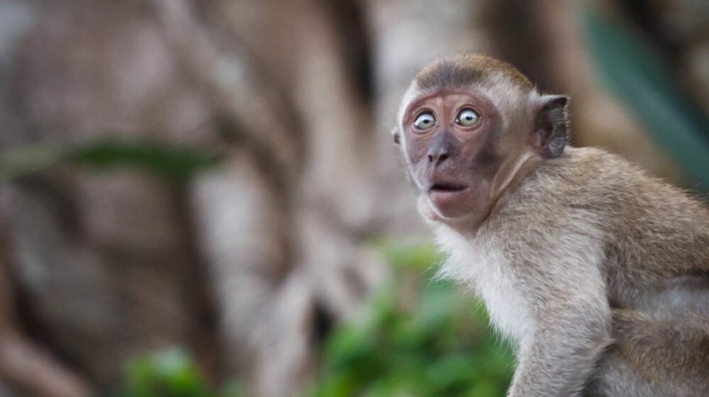 Создать мем: обезьяна макака, обезьяна в шоке, обезьяна мартышка