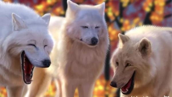 Создать мем: полярный волк, волки ржут мем, смеющиеся волки