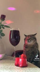 Создать мем: котики смешные, кот степан из харькова, кот степан с вином
