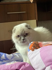 Create meme: Scottish fold, Persian cat