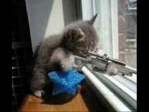Создать мем: котенок со снайперкой, смешные кошки, приколы с котами