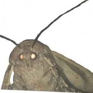 Создать мем: мотыльки, moth, moth мем