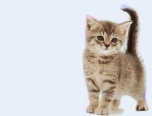 Создать мем: кошка, голубой табби сибирский котенок, кошечка