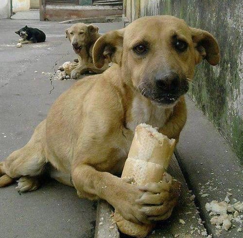Создать мем: бездомная собака которая ест пирожок, собака батон, бездомные собаки