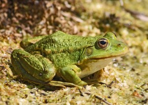 Create meme: cold-blooded frogs, green frog, green toad amphibians presentation