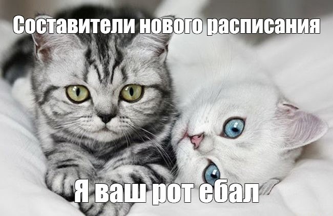 Create meme: cute cats , cat , cat 