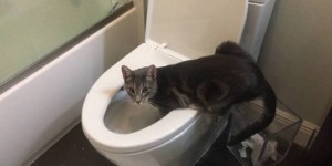 Create meme: toilet, cat, cats