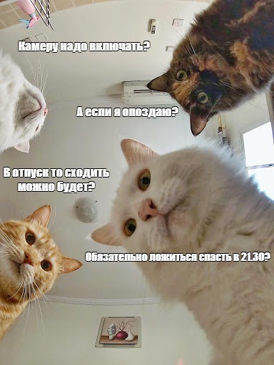 Создать мем: мемы с котом, коты мемы, кот