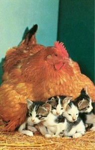 Create meme: hens and chickens, chickens under the wing of a chicken, hen with Chicks