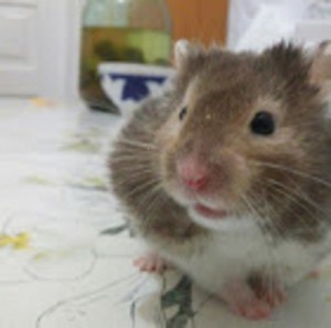 Create meme: hamster, hamsters, Hamster