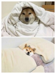 Create meme: animals, cute dogs, Shiba inu doge