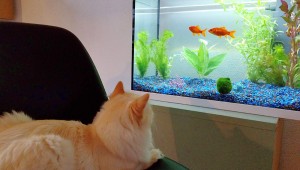 Create meme: the fish in the aquarium, aquarium